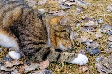 Hoş, dost canlısı bir taşra kedisi. Hayvan teması.