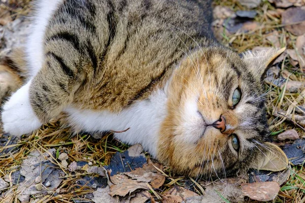 Eine Nette Freundliche Landkatze Tierthema — Stockfoto