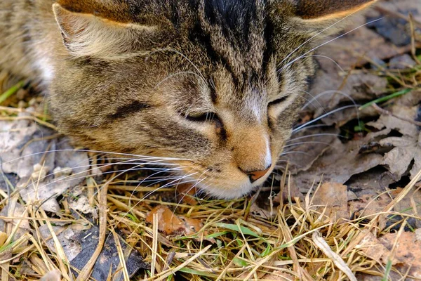Eine Nette Freundliche Landkatze Tierthema — Stockfoto