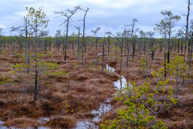 Bataklıktaki bahar manzarası. Çeşitli bataklık bitkileri, yosunlar ve çamlar
