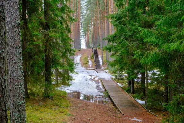 Uma Passarela Madeira Atravessa Floresta Calçadão Madeira Trilha Natureza Escadas — Fotografia de Stock