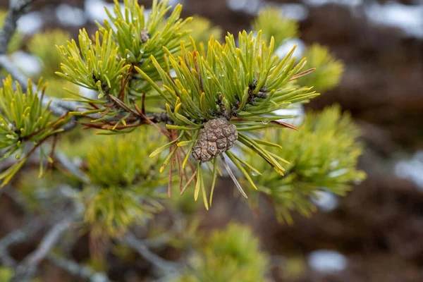 Pine branch with needles and pine cone. Swamp pines.