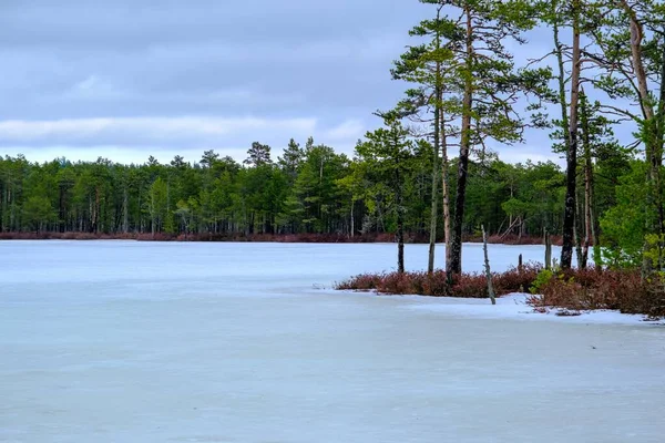 Small Island Low Pine Trees Frozen Snow Covered Marsh Purva — Stock Photo, Image