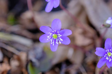 Hepatica, orman zemininde büyüyen çoklu mavi ve mor çiçekleri olan erken dönem bahar çiçeğidir. İlk bahar ormanı çiçekleri. güzel.