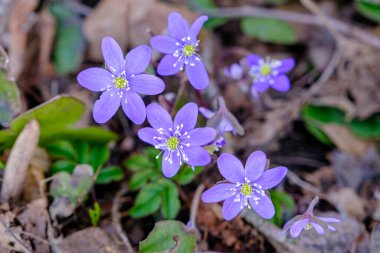 Hepatica, orman zemininde büyüyen çoklu mavi ve mor çiçekleri olan erken dönem bahar çiçeğidir. İlk bahar ormanı çiçekleri. güzel.