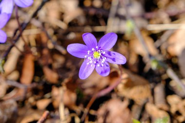 Hepatica, orman zemininde büyüyen çoklu mavi ve mor çiçekleri olan erken dönem bahar çiçeğidir. İlk bahar ormanı çiçekleri. güzel.