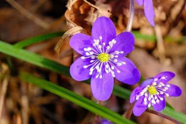 Hepatica, orman zemininde büyüyen çoklu mavi ve mor çiçekleri olan erken dönem bahar çiçeğidir. İlk bahar ormanı çiçekleri. güzel.