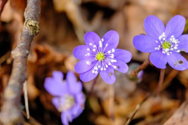 Hepatica, orman zemininde büyüyen çoklu mavi ve mor çiçekleri olan erken dönem bahar çiçeğidir. İlk bahar ormanı çiçekleri. güzel.