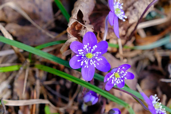 Hepatica Early Spring Flower Multiple Blue Purple Blossoms Growing Forest — Stock Photo, Image