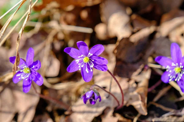 Гепатіка Рання Весняна Квітка Кількома Блакитними Фіолетовими Квітами Ростуть Лісовій — стокове фото