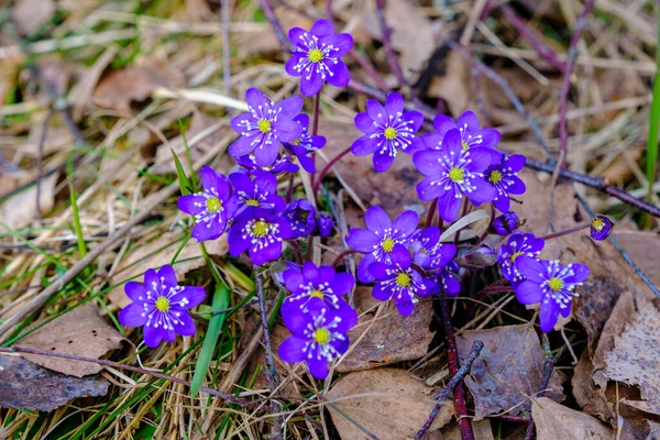 Гепатіка Рання Весняна Квітка Кількома Блакитними Фіолетовими Квітами Ростуть Лісовій — стокове фото