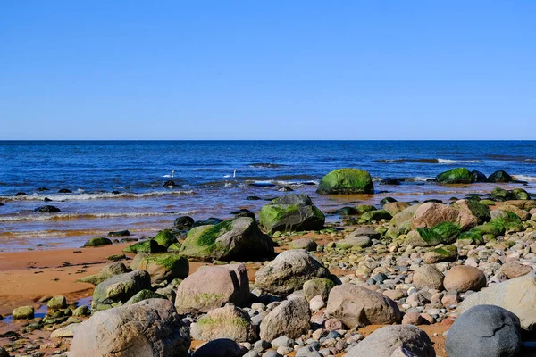 Orilla Rocosa Del Mar Báltico Con Algas Marinas Verdes Sobre — Foto de Stock