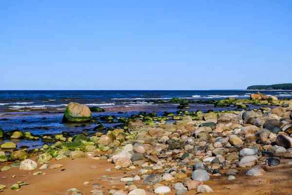 石の上に緑の海藻類とロッキーバルト海の海岸 リガ湾 — ストック写真