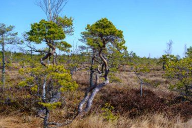 Kemeru bataklığı, mavi gölü ve ağaçları olan ulusal park ve Letonya 'da su ve Avrupa arasında tahta yolu olan çalılar..