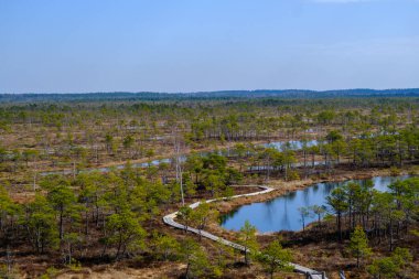 Letonya 'daki Kemeru Ulusal Parkı' nın bataklığında ahşap bir rıhtım.