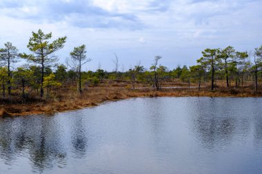 Kemeru bataklığı, mavi gölü ve ağaçları olan ulusal park ve Letonya 'da su ve Avrupa arasında tahta yolu olan çalılar..