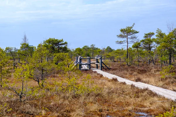 Holzsteg Sumpf Des Nationalparks Kemeru Lettland — Stockfoto
