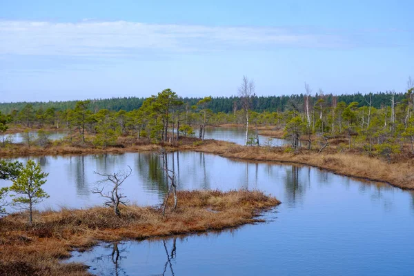 Kemeru Bažiny Národní Park Modrým Jezerem Stromy Keře Lotyšsku Dřevěnou — Stock fotografie