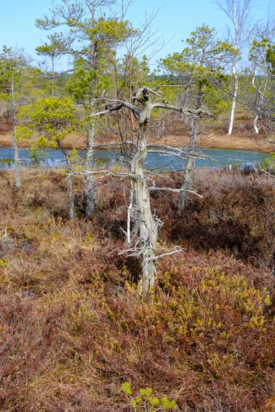 Pântano Kemeru Parque Nacional Com Lago Azul Árvores Arbustos Letónia — Fotografia de Stock