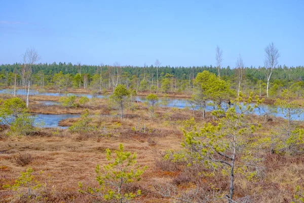 Kemeru Bažiny Národní Park Modrým Jezerem Stromy Keře Lotyšsku Dřevěnou — Stock fotografie