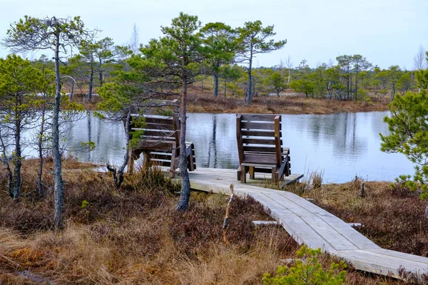 木製のベンチ 沼の風景 秋に描かれた沼の植生 小さな沼の湖 小さな沼の松で覆われた島 苔で覆われた地面 ケメル国立公園 ラトビア — ストック写真