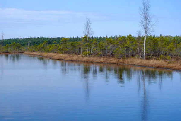 Kemeru Swamp National Park Blue Lake Trees Bushes Latvia Wooden — Stock Photo, Image