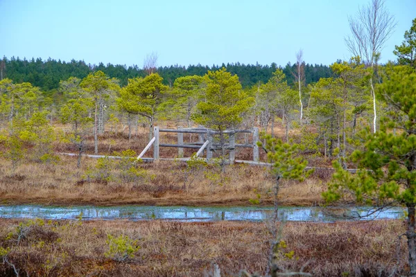 ラトビアのケメル国立公園の湿地にある木製のウォーキングドック — ストック写真