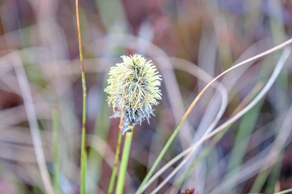 春天和夏天生长在沼泽地里的一种植物的花朵 — 图库照片