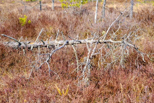 Kemeru Träsk Nationalpark Med Blå Sjö Och Träd Och Buskar — Stockfoto