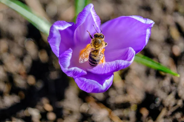 Spring purple crocus flowers. A honey bee pollinates a flower. Selective focus.
