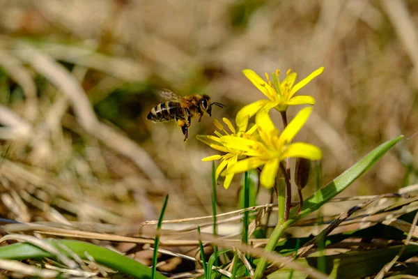 Μέλισσα Στα Πρώιμα Ανοιξιάτικα Λουλούδια Μια Ευρωπαϊκή Δυτική Μέλισσα Κάθεται — Φωτογραφία Αρχείου