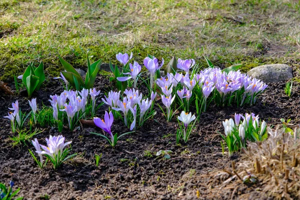 Vårkrokus Blommar Parken Färska Vackra Lila Och Gula Krokusar Selektivt — Stockfoto