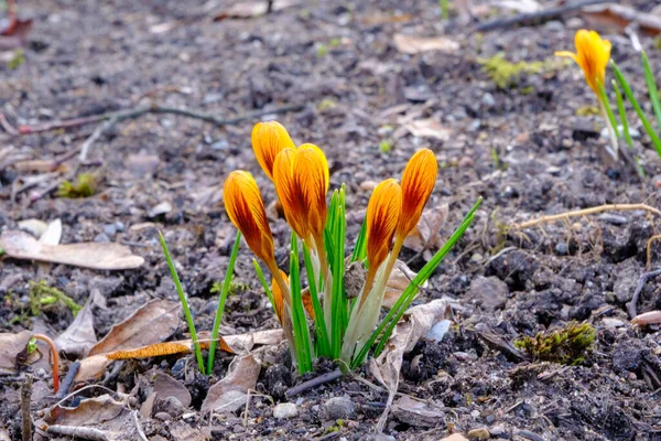 Wiosenne Krokusy Kwitną Parku Świeże Piękne Purpurowe Krokusy Selektywne Skupienie — Zdjęcie stockowe