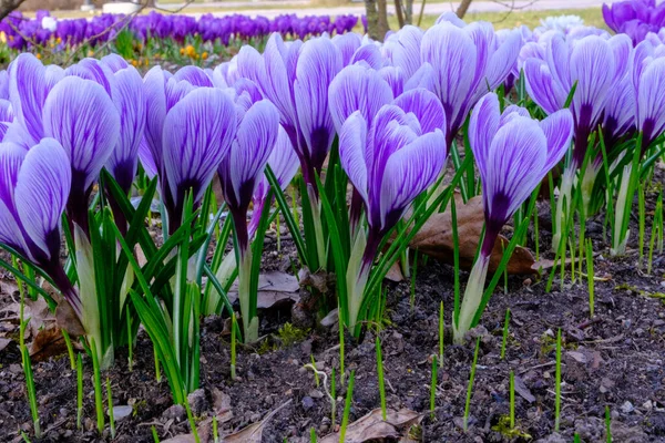 Весняні Крокуси Цвітуть Парку Свіжі Красиві Фіолетові Крокуси Вибірковий Фокус — стокове фото