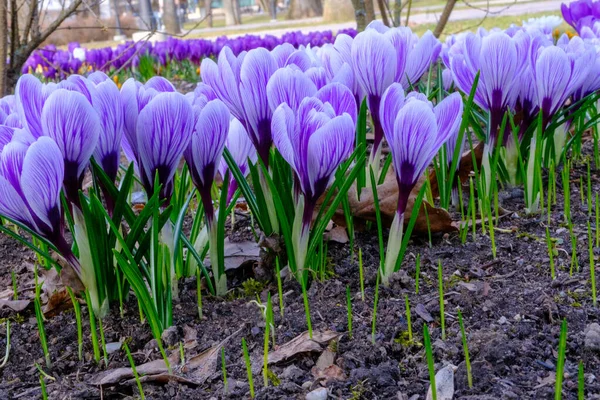 Spring Crocuses Bloom Park Fresh Beautiful Purple Crocuses Selective Focus — Stock Photo, Image