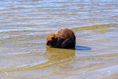 A beaver basks in the spring sun on the shore of the Baltic Sea. clipart