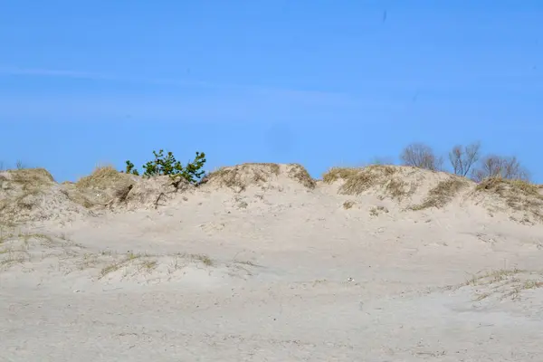 バルト海沿岸の砂丘 光の砂と草 — ストック写真