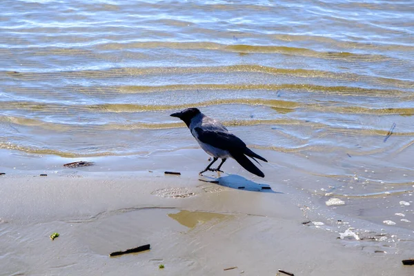 Cuervo Está Caminando Agua Largo Orilla Del Mar — Foto de Stock