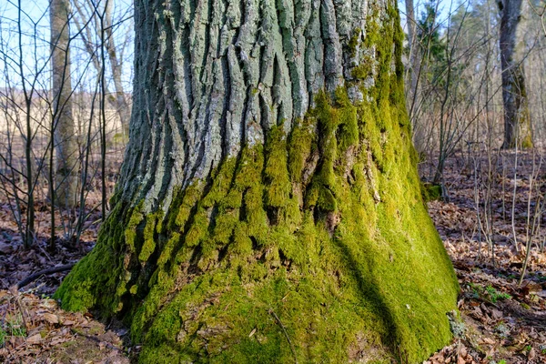 苔の一部を覆う大きな木の幹の下部に — ストック写真