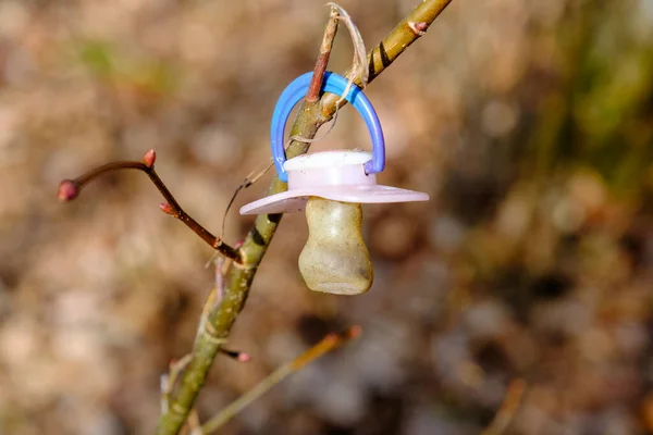 Lost Baby Pacifier Hanging Tree Branch — Stock Photo, Image