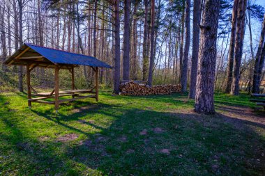 Güneşli bir bahar gününde, ormanın içinde yakacak odunları olan bir dinlenme yeri, Salaca Letonya.