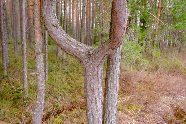 Interesting Pine Has Grown One Trunk Two Parts Small Broken — Stock Photo, Image