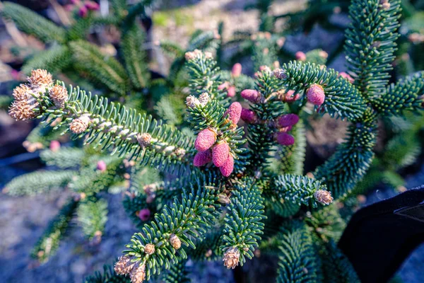 云杉枝条上的小红杉芽闭合在一起 春天的季节花香新鲜冷杉芽 替代药物中的健康药物 — 图库照片