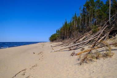 Kıyı aşınmasından etkilenen Baltık Denizi kıyıları. Devrilmiş kıyı ağaçları.