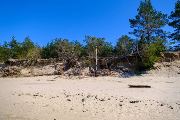 Kıyı Aşınmasından Etkilenen Baltık Denizi Kıyıları Devrilmiş Kıyı Ağaçları — Stok fotoğraf