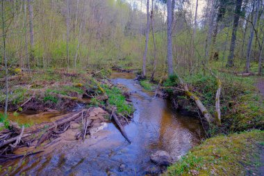Letonya 'nın el değmemiş ormanlarından küçük bir nehir akar. Gaujas Ulusal Parkı. Sigulda..
