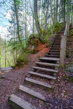 Yürüyüş patikalarındaki tahta merdivenler. Letonya 'nın güzel ormanları. Gauja Ulusal Parkı, Sigulda