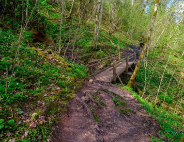 Ormanda ahşap yürüyüş yolları. Gauja Ulusal Parkı, Sigulda.