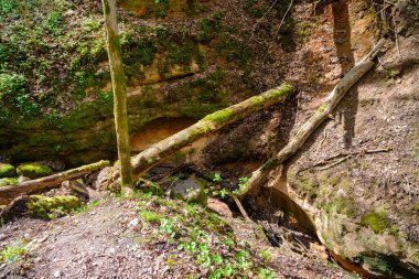 Sigulda, Letonya 'daki Kızıl Kum Kayalıkları. Gaujas Ulusal Parkı.