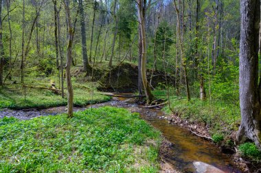 Letonya 'nın el değmemiş ormanlarından küçük bir nehir akar. Gaujas Ulusal Parkı. Sigulda..